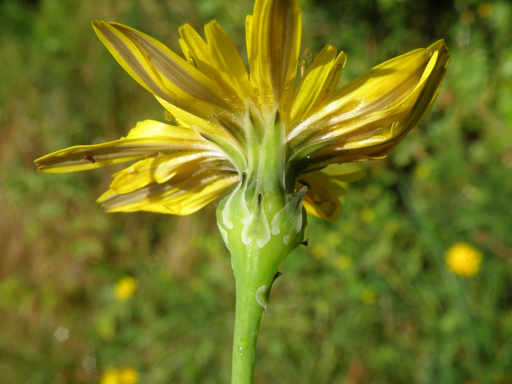 Asteracea - Reichardia picroides